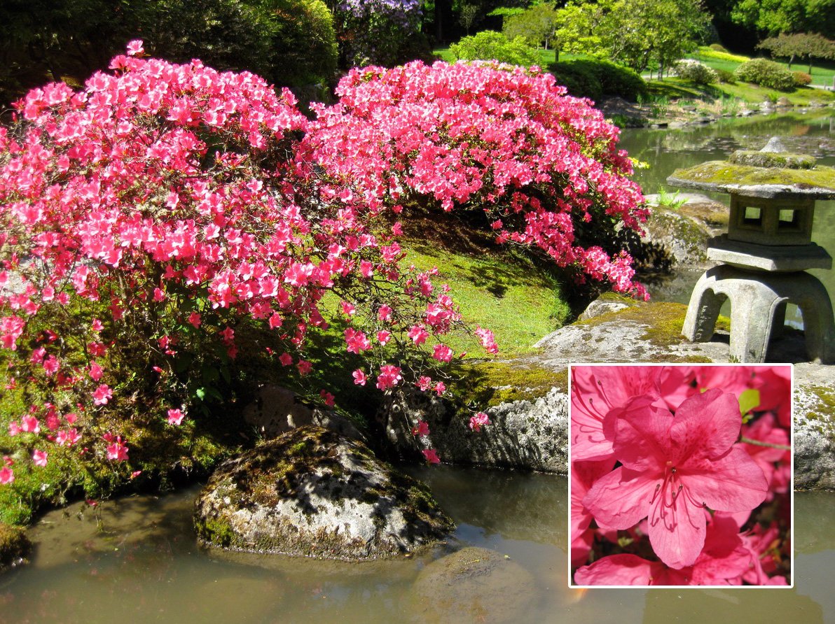 Azalea shrubs in a Japanese Garden
